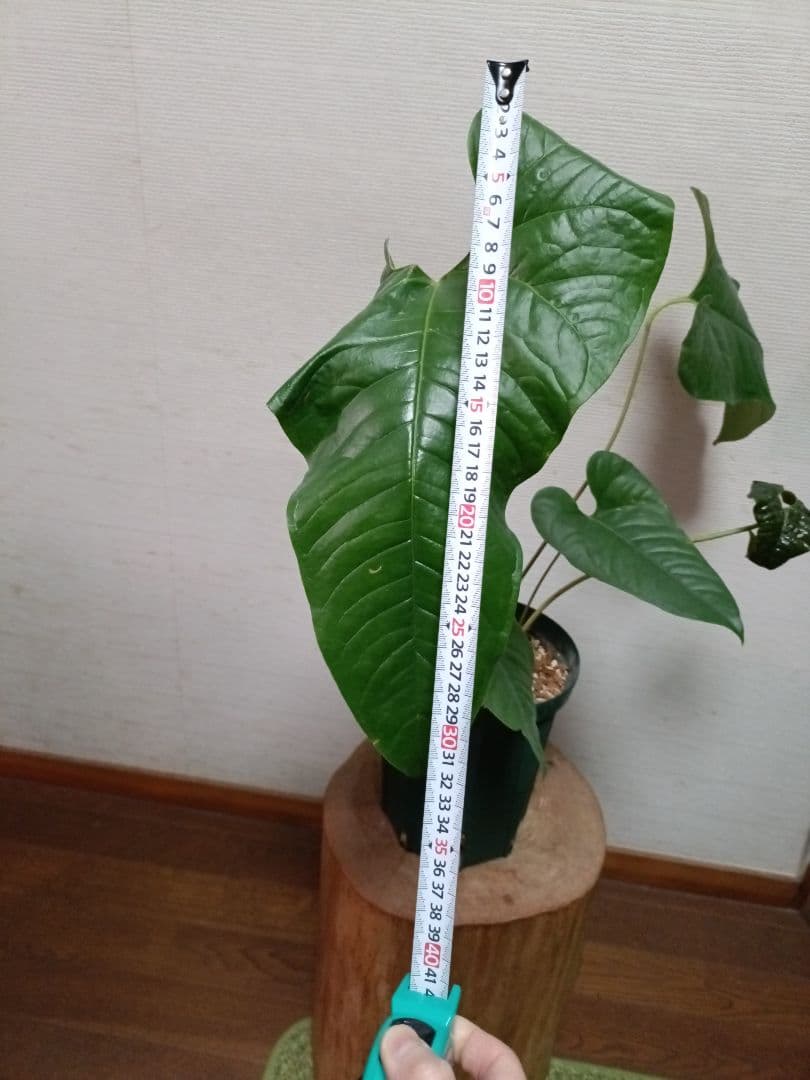 Anthurium Ivanportillae アンスリウムイヴァンポルティラエ