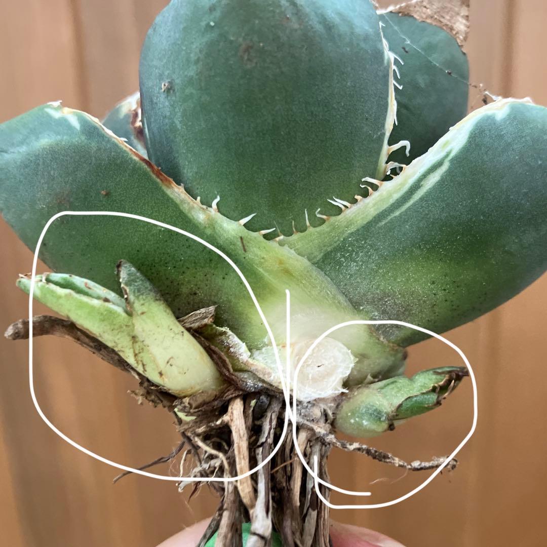 【速達】①群生　特大　特選　太棘　アガべ　SAD錦　覆輪斑　TC【子株3株】