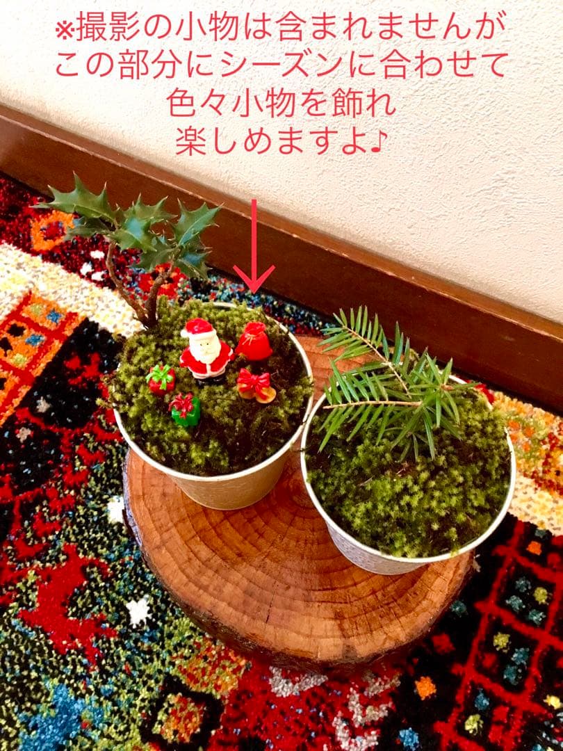 完売　　天然野生の可愛い【柊さんと樅の木さんセット】柊＊樅の木＊クリスマスツリー