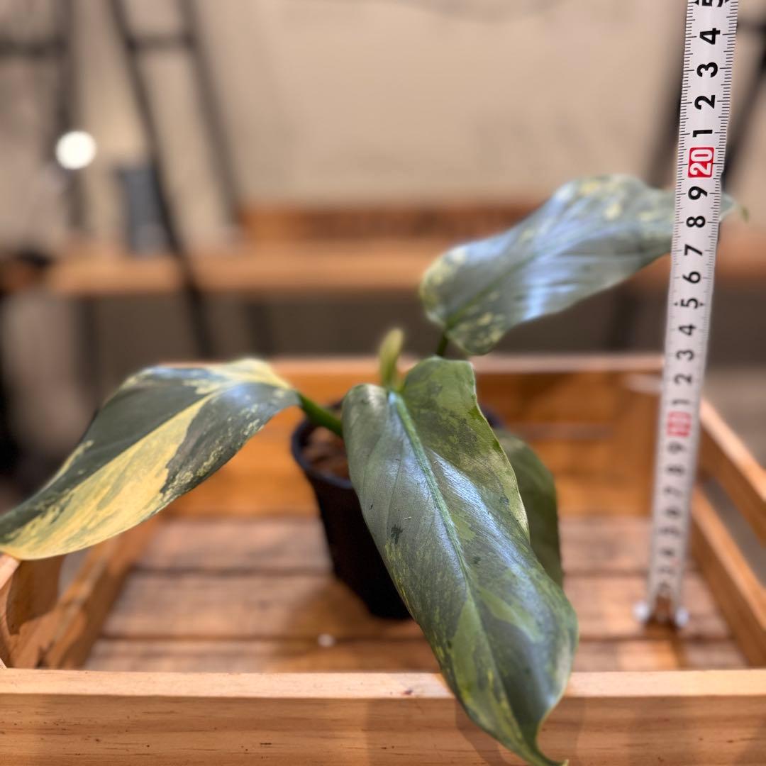 す*る様 52 フィロデンドロン　シルバーソード　斑入り