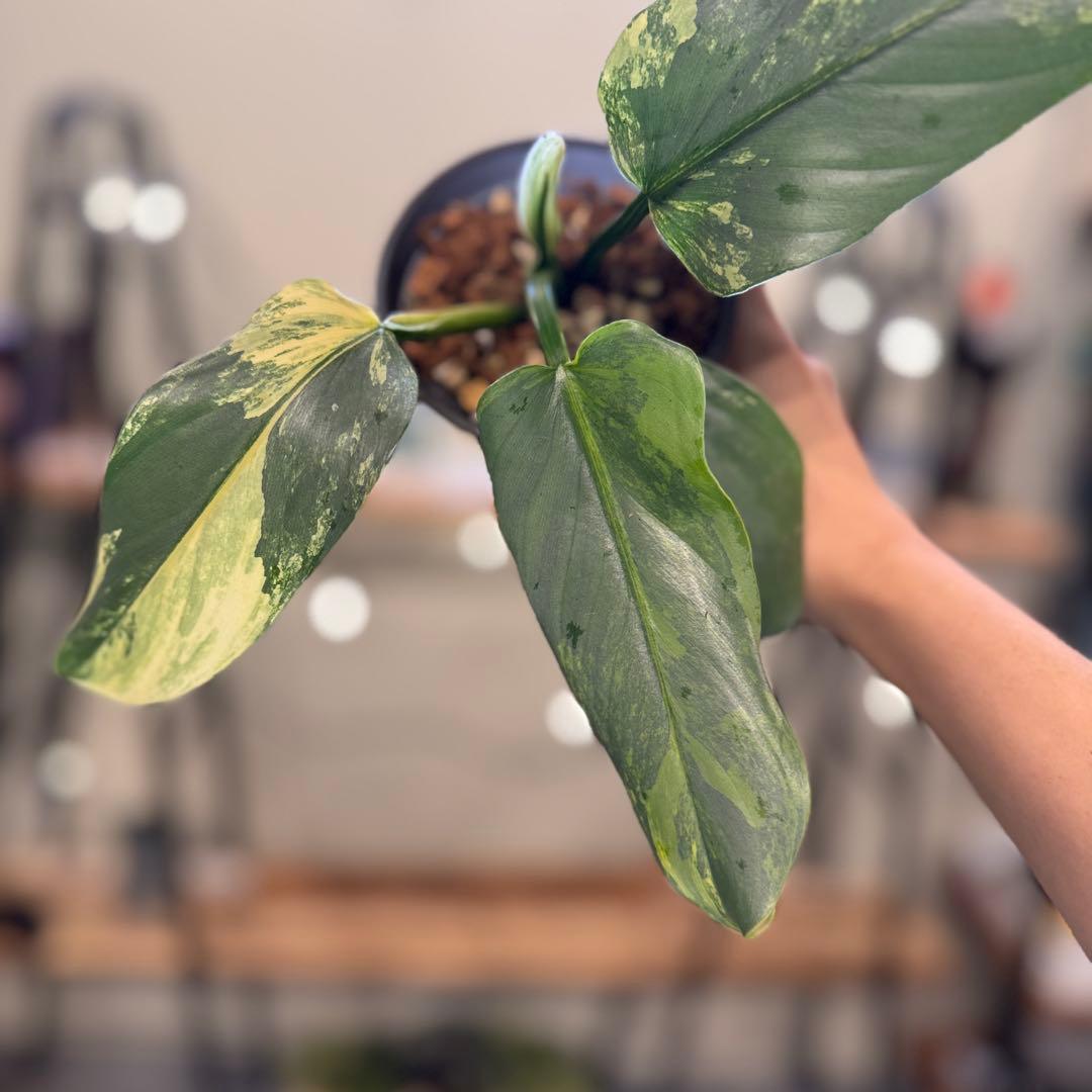 す*る様 52 フィロデンドロン　シルバーソード　斑入り