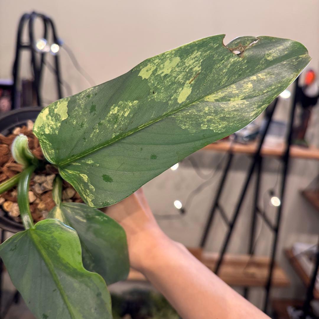 す*る様 52 フィロデンドロン　シルバーソード　斑入り