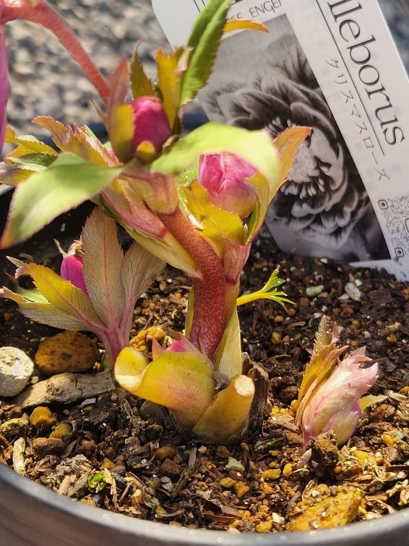 広瀬園芸　オーレアレッドDD　クリスマスローズ