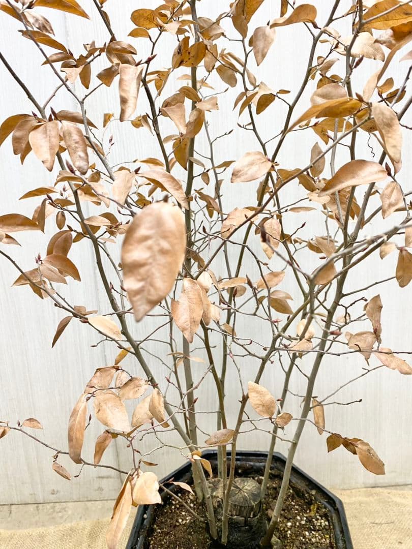 エリーさん専用　ヤマコウバシ　本株　/916 根巻きにて発送