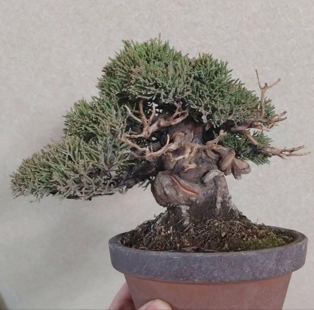 ア*オ様 盆栽 真柏