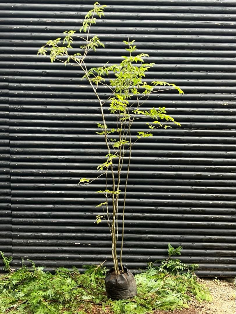 山採り天然　アオダモ　５本株立 51