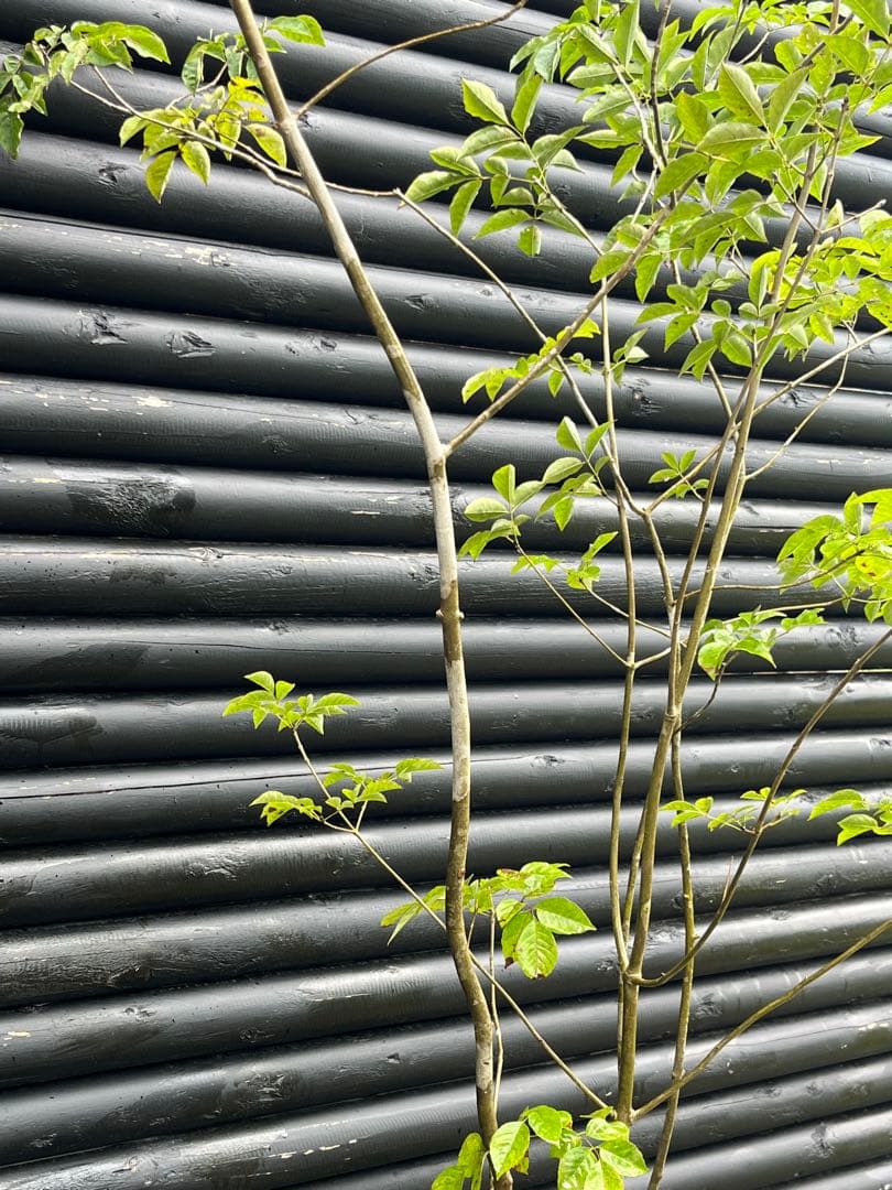 山採り天然　アオダモ　５本株立 51