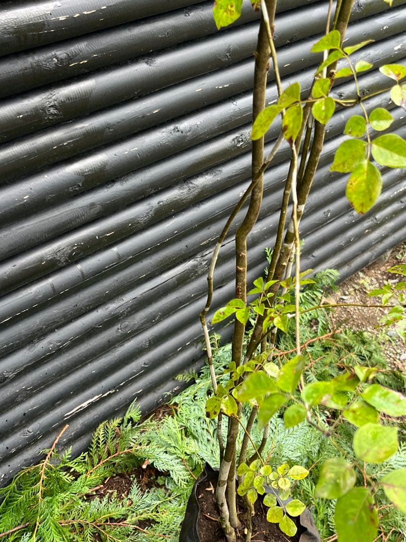 山採り天然　アオダモ　５本株立 51