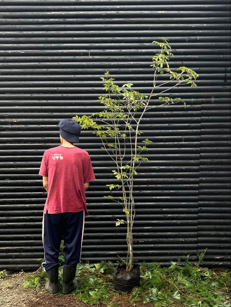 山採り天然　アオダモ　５本株立 51