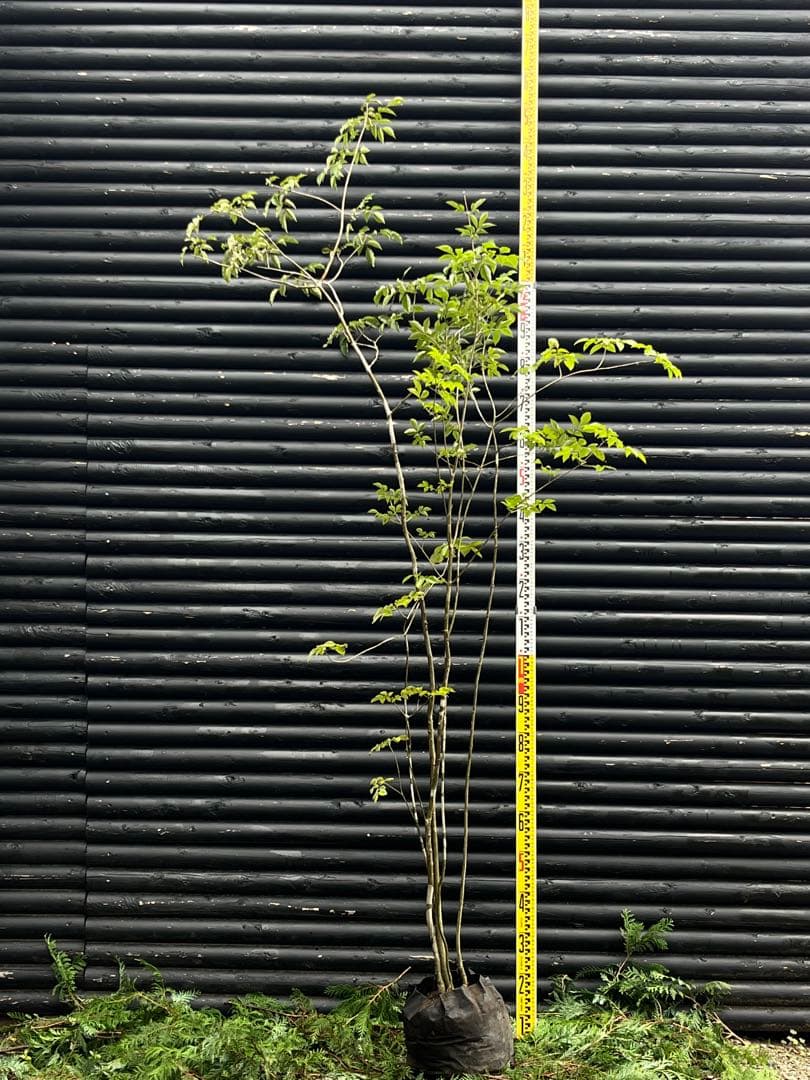 山採り天然　アオダモ　５本株立 51