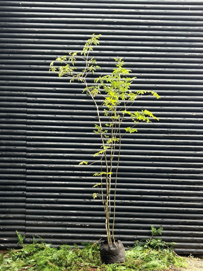 山採り天然　アオダモ　５本株立 51