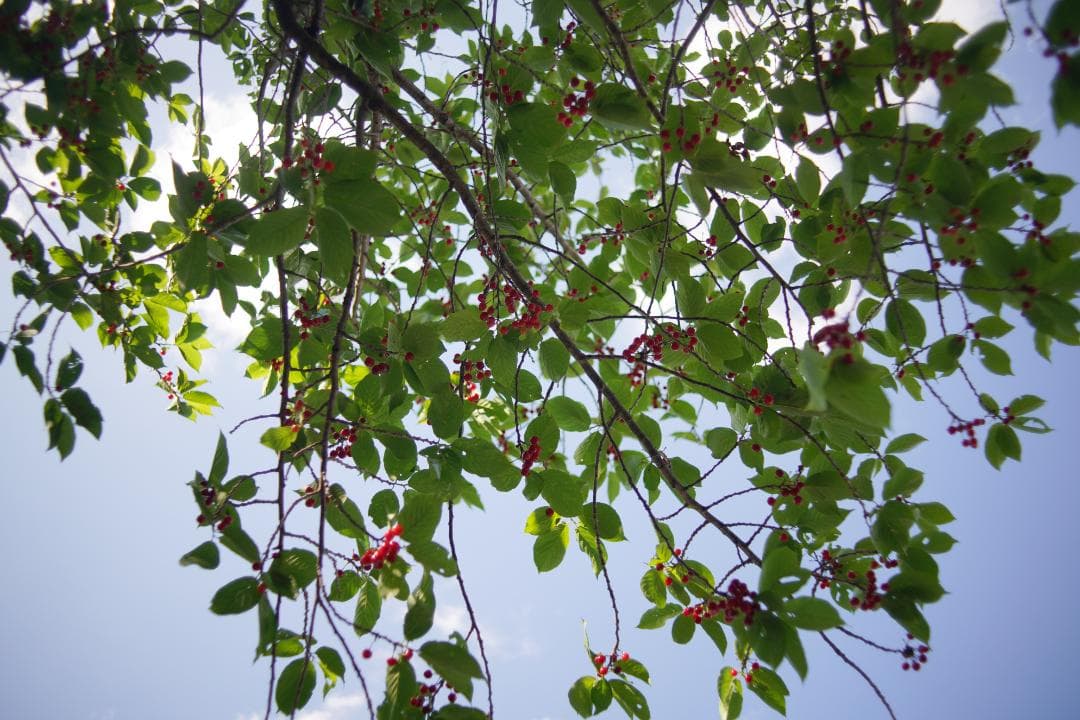 希少 CONTAX Distagon T* 28mm F2 AEG