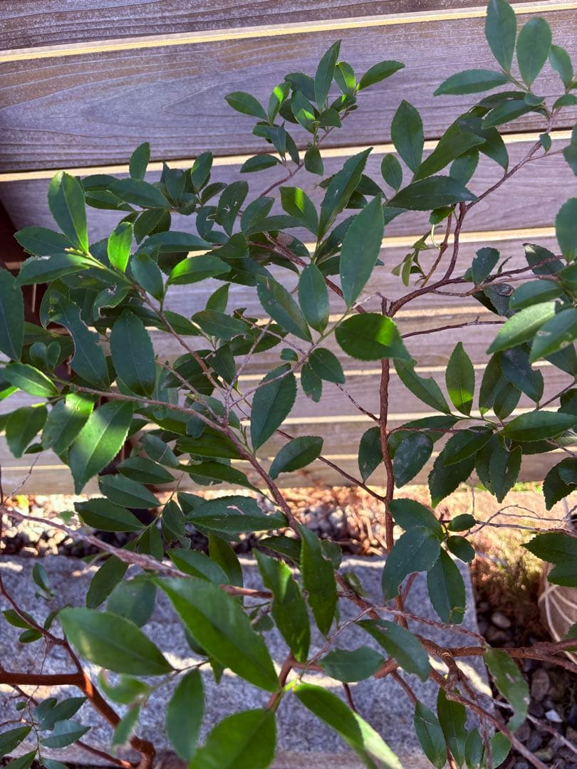 46 福井県産　天然山採り　ヒサカキ