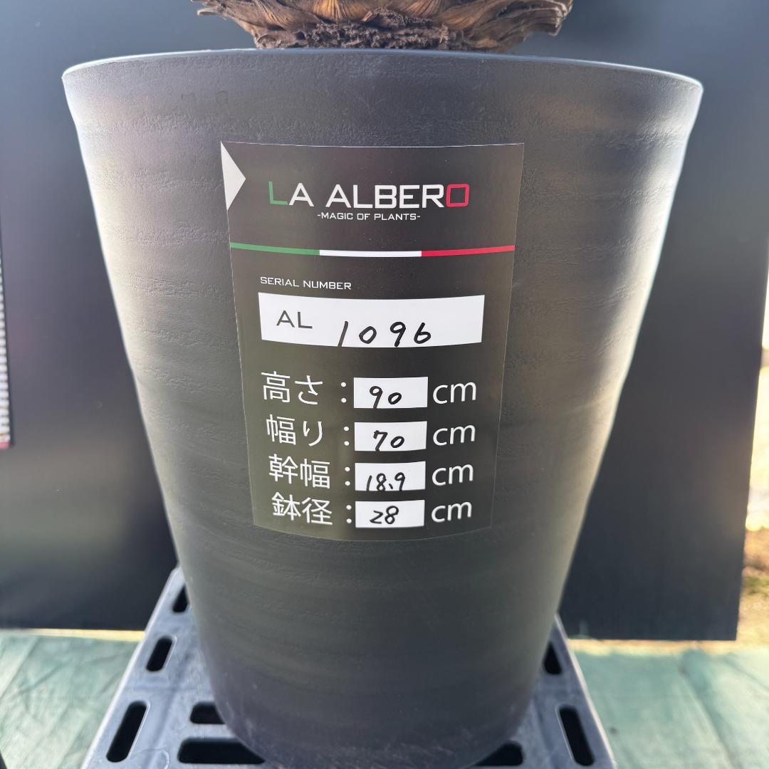 【AL1096】ユッカ　ロストラータ　頂上分頭ツインテール　LA ALBERO