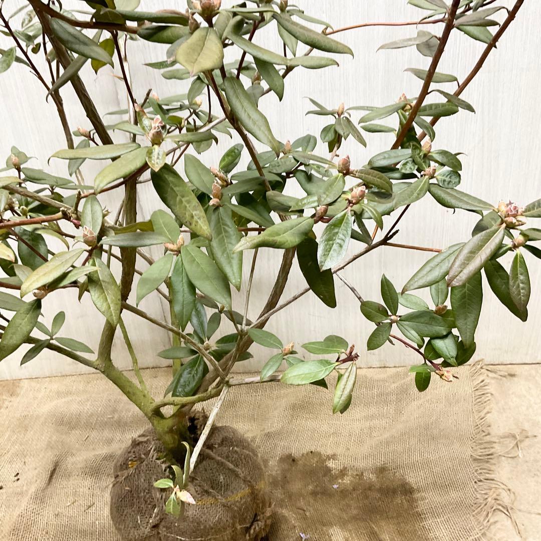 アンキャリーツツジ /99