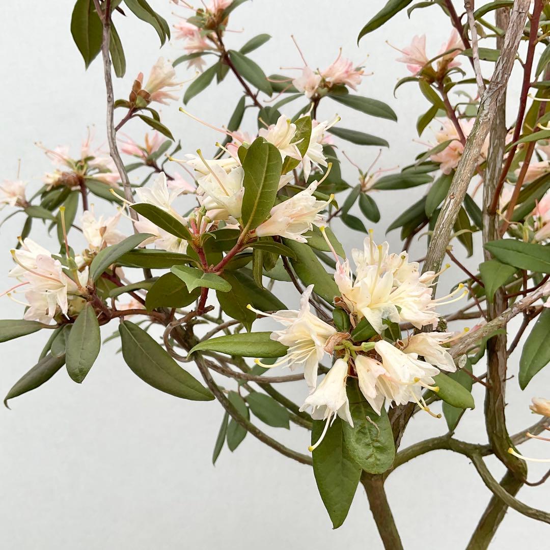 アンキャリーツツジ /99