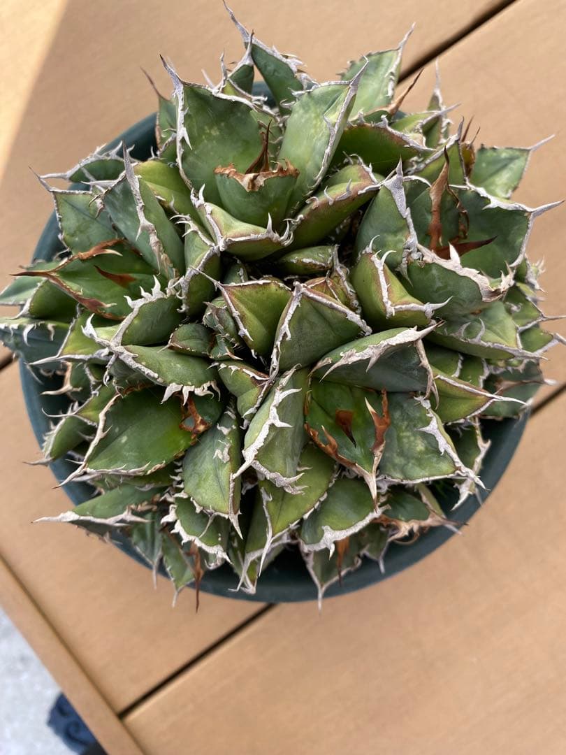 アガベ チタノタ　コンパクタ　群生　オテロイ