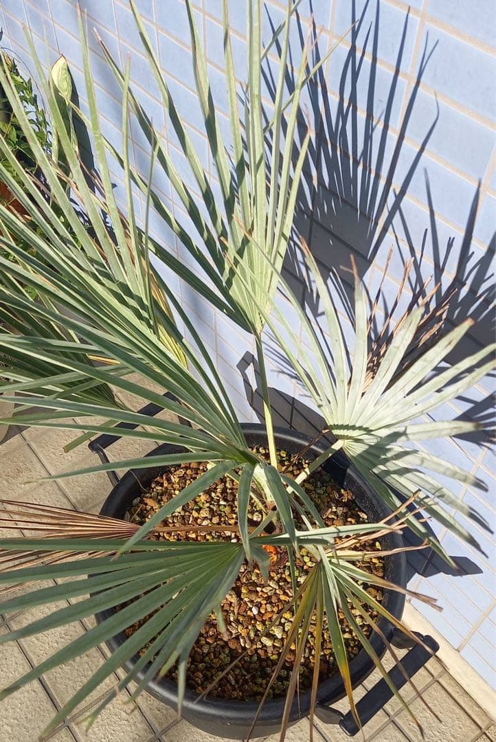 ブラヘア　アルマータ