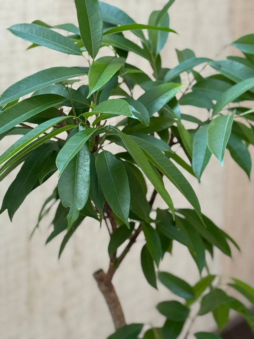 ☆ フィカス アムステルダムキング♪ 122cm 太幹♪