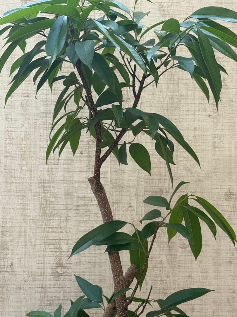 ☆ フィカス アムステルダムキング♪ 122cm 太幹♪