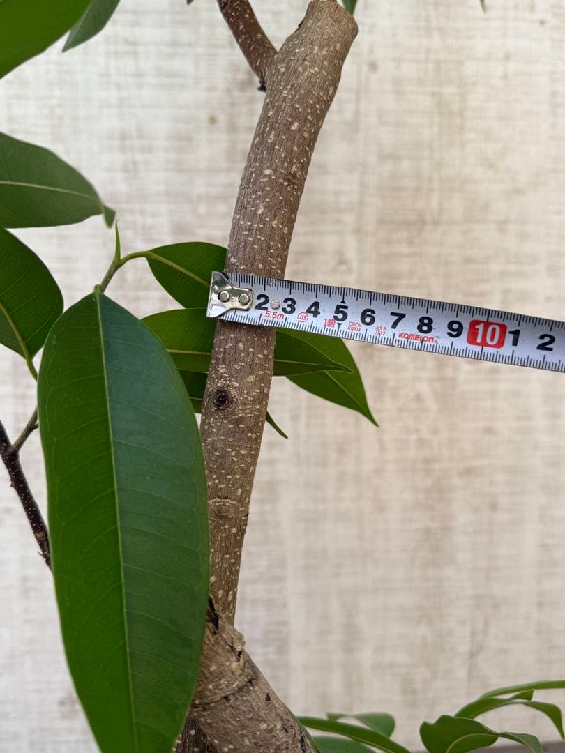 ☆ フィカス アムステルダムキング♪ 122cm 太幹♪