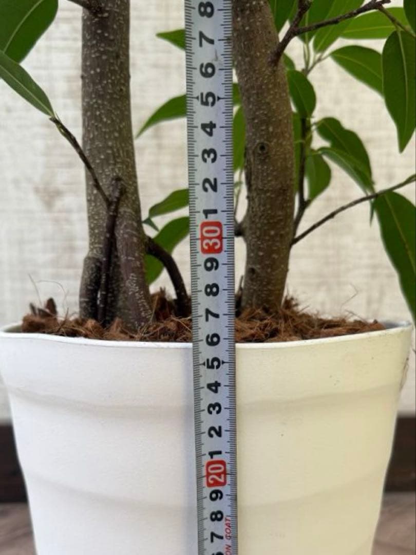 ☆ フィカス アムステルダムキング♪ 122cm 太幹♪