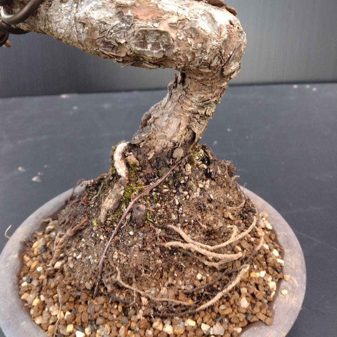 銀八房五葉松、模様木小品盆栽