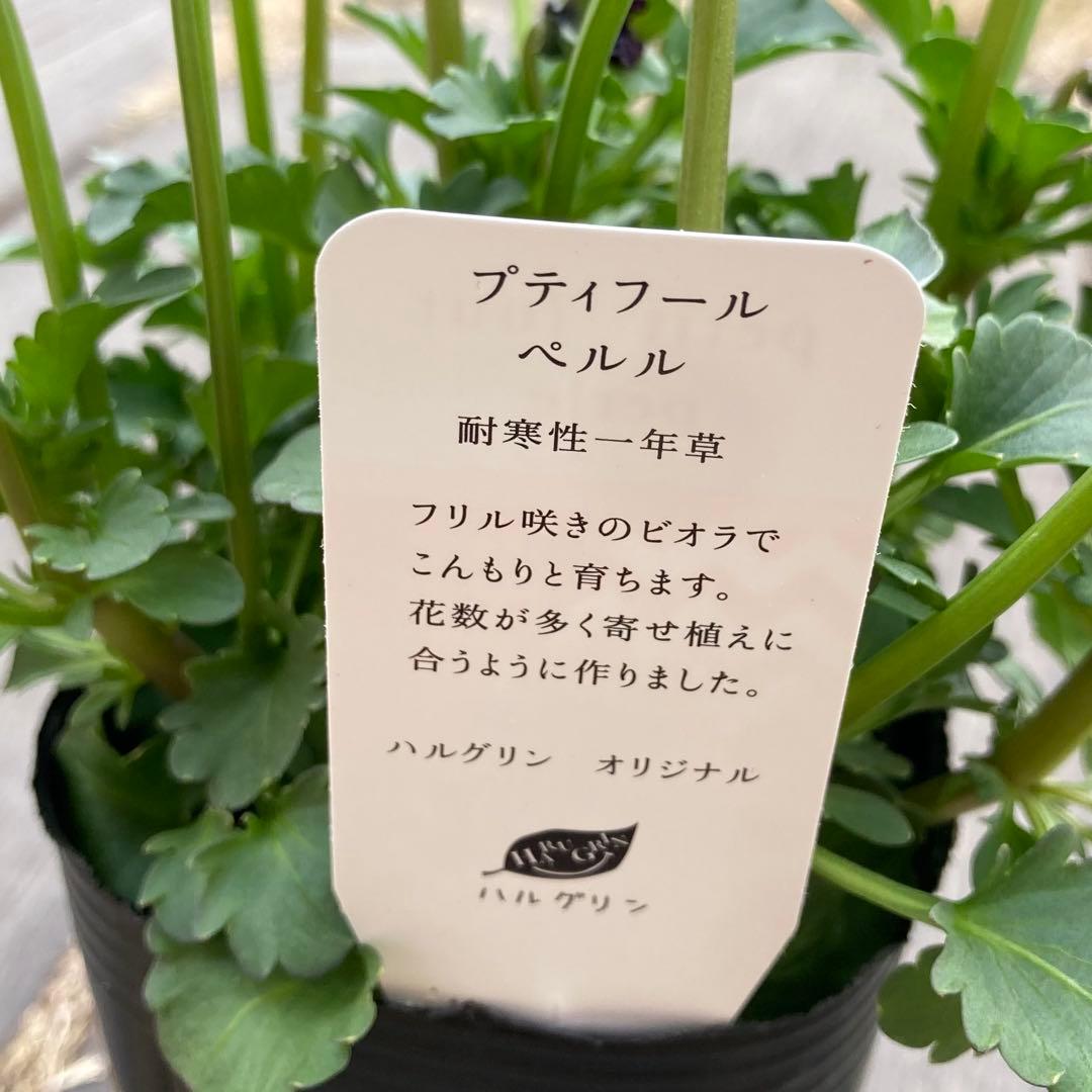 u*b様 プティフール　ビオラ　ハルグリン　送料込み