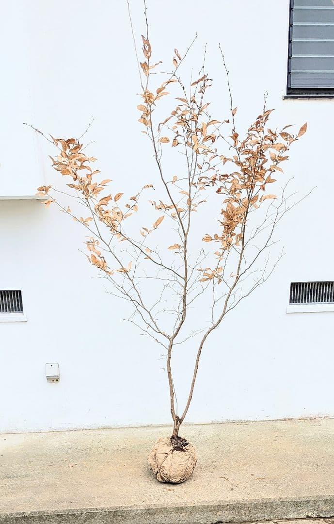 素性抜群。山採りヤマコウバシ。