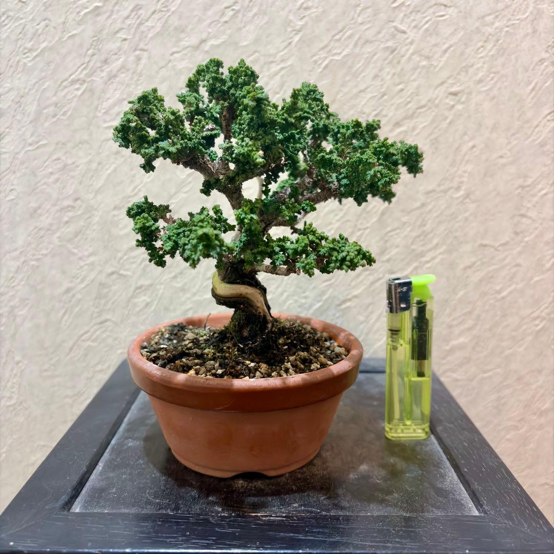 樹高12㎝　石化ヒノキ　檜　小品盆栽　真柏　黒松　五葉松　楓　桜　梅