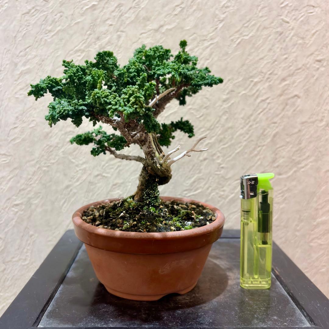 樹高12㎝　石化ヒノキ　檜　小品盆栽　真柏　黒松　五葉松　楓　桜　梅