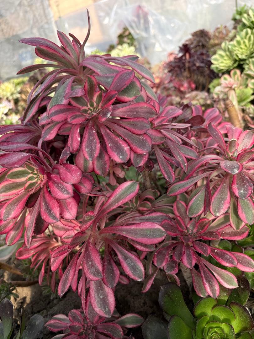 アエオニウム　シャネル法師錦