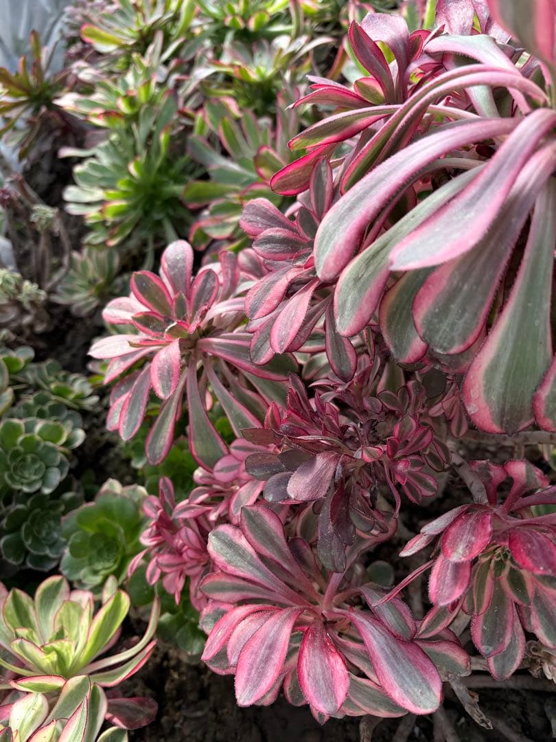 アエオニウム　シャネル法師錦