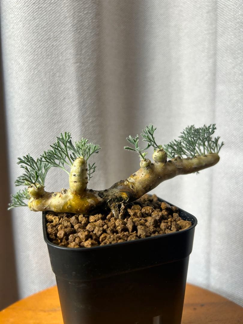 良型発根3サルコカウロン ムルチフィズム モンソニア ムルチフィダペラルゴニウム