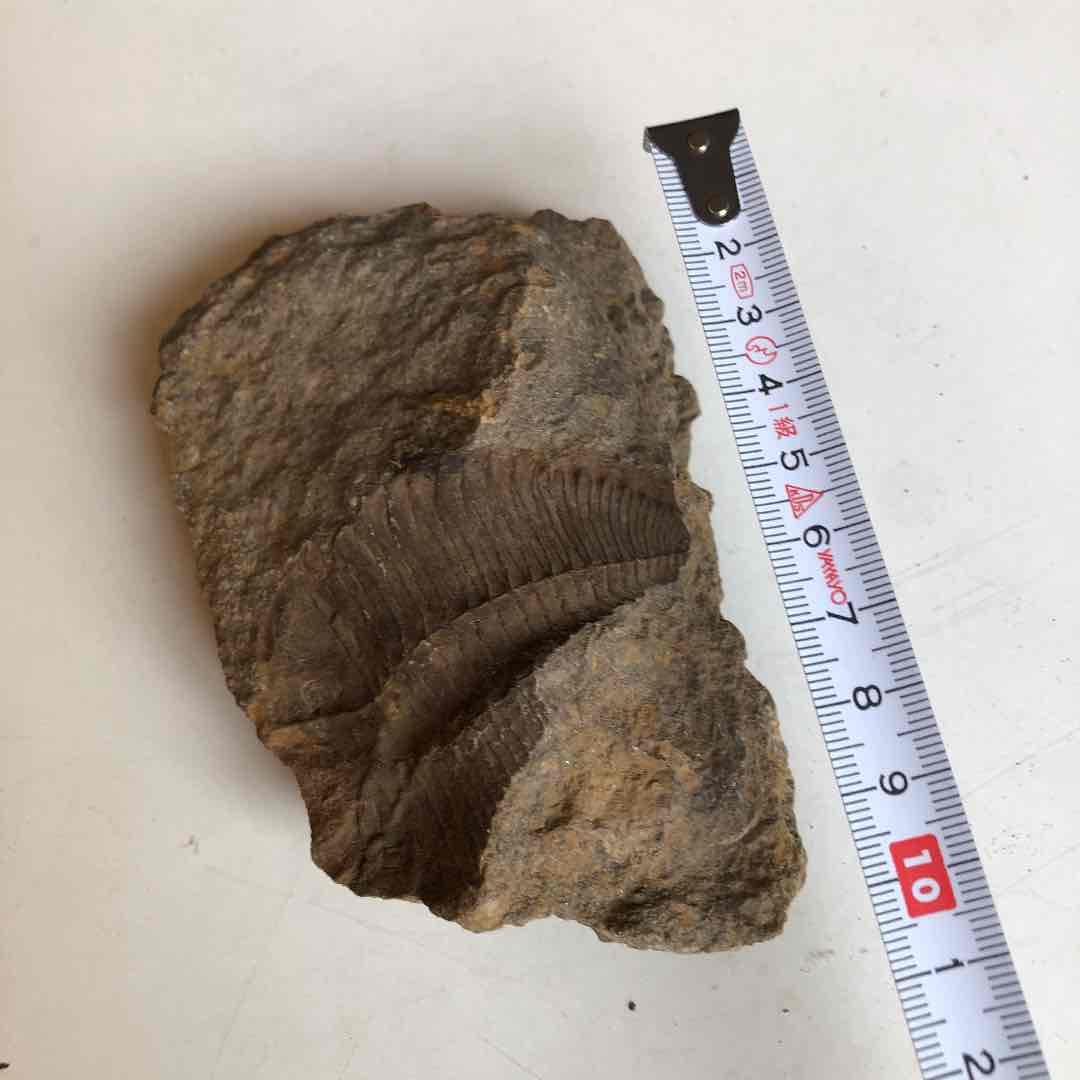 三葉虫化石　貴重品　モロッコで採取　輸出禁止になりました。