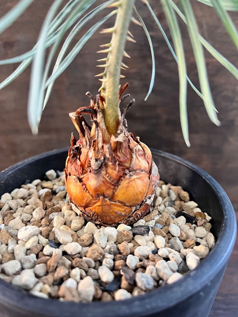 サイカスカイルンシアナM7