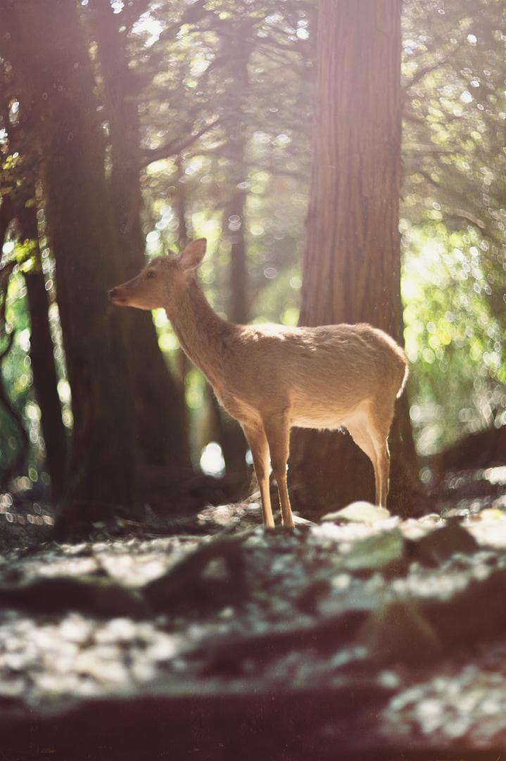 【美品】ヘリオス HELIOS-44-2 58mm F2 M42マウント