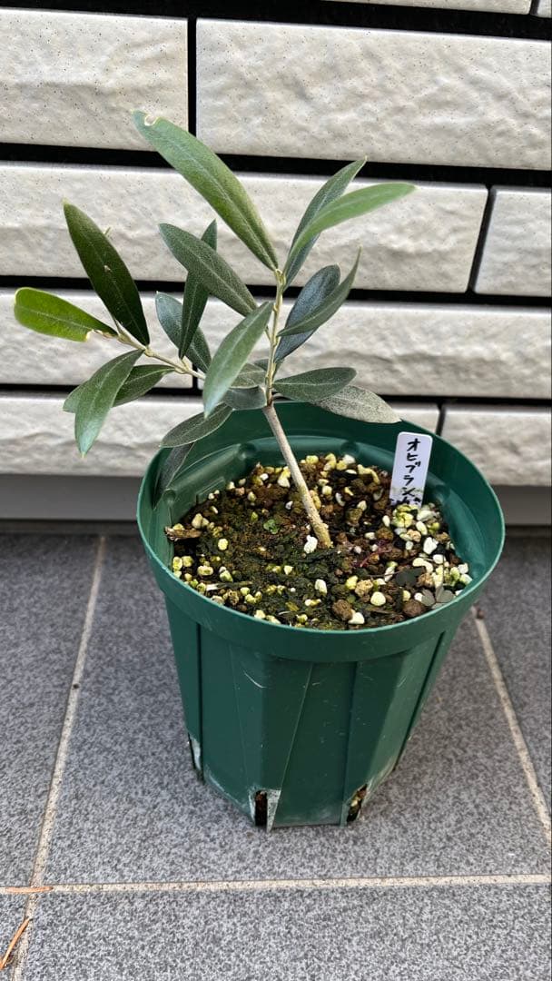 はむ　本物オヒブランカとカラマタ　二苗セット