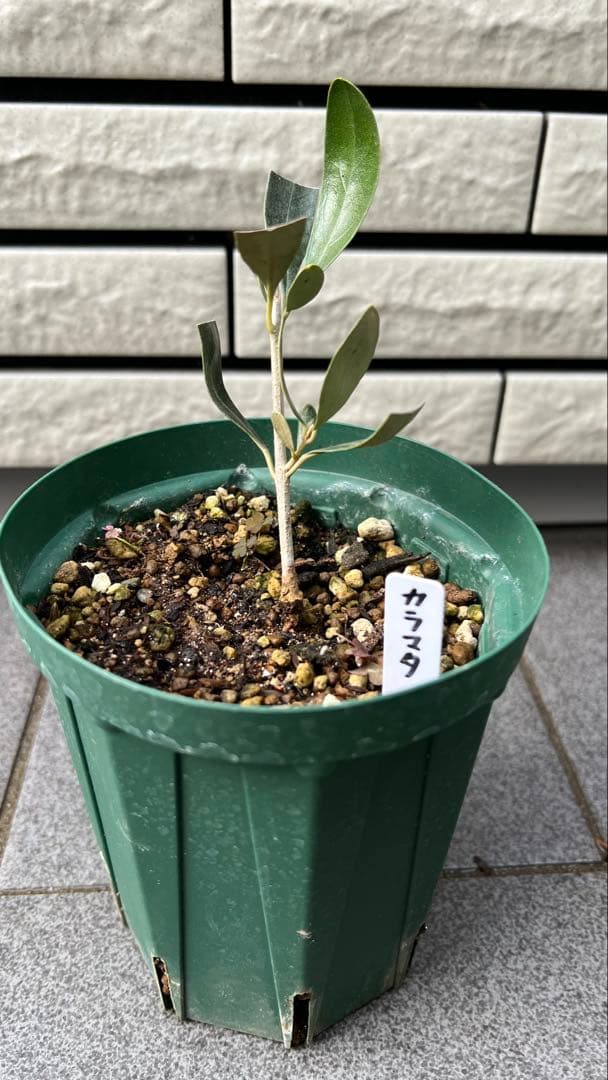 はむ　本物オヒブランカとカラマタ　二苗セット