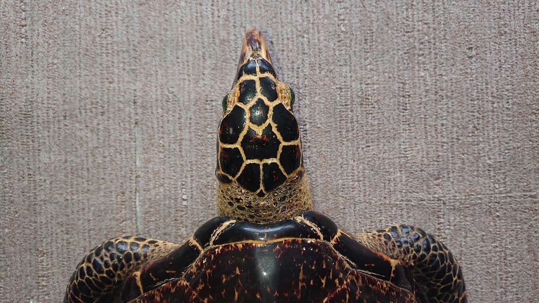 ウミガメ（タイマイ）剥製　国際希少野生動植物種登録標あり