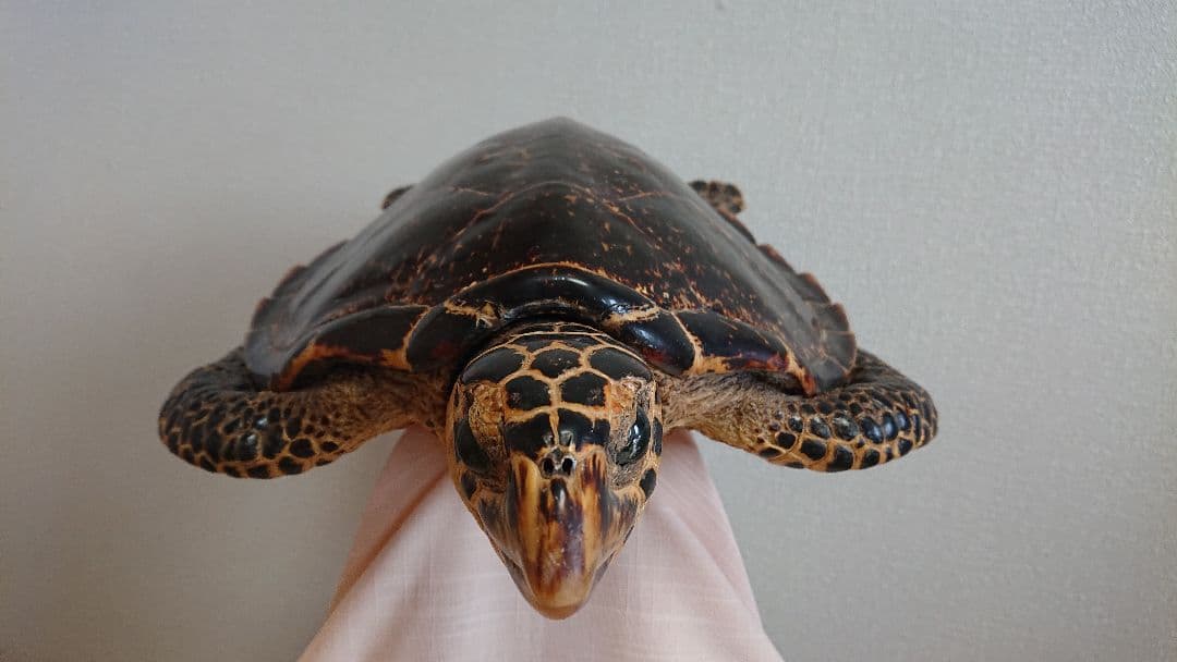 ウミガメ（タイマイ）剥製　国際希少野生動植物種登録標あり