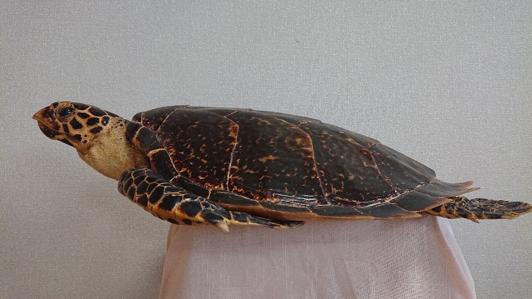 ウミガメ（タイマイ）剥製　国際希少野生動植物種登録標あり