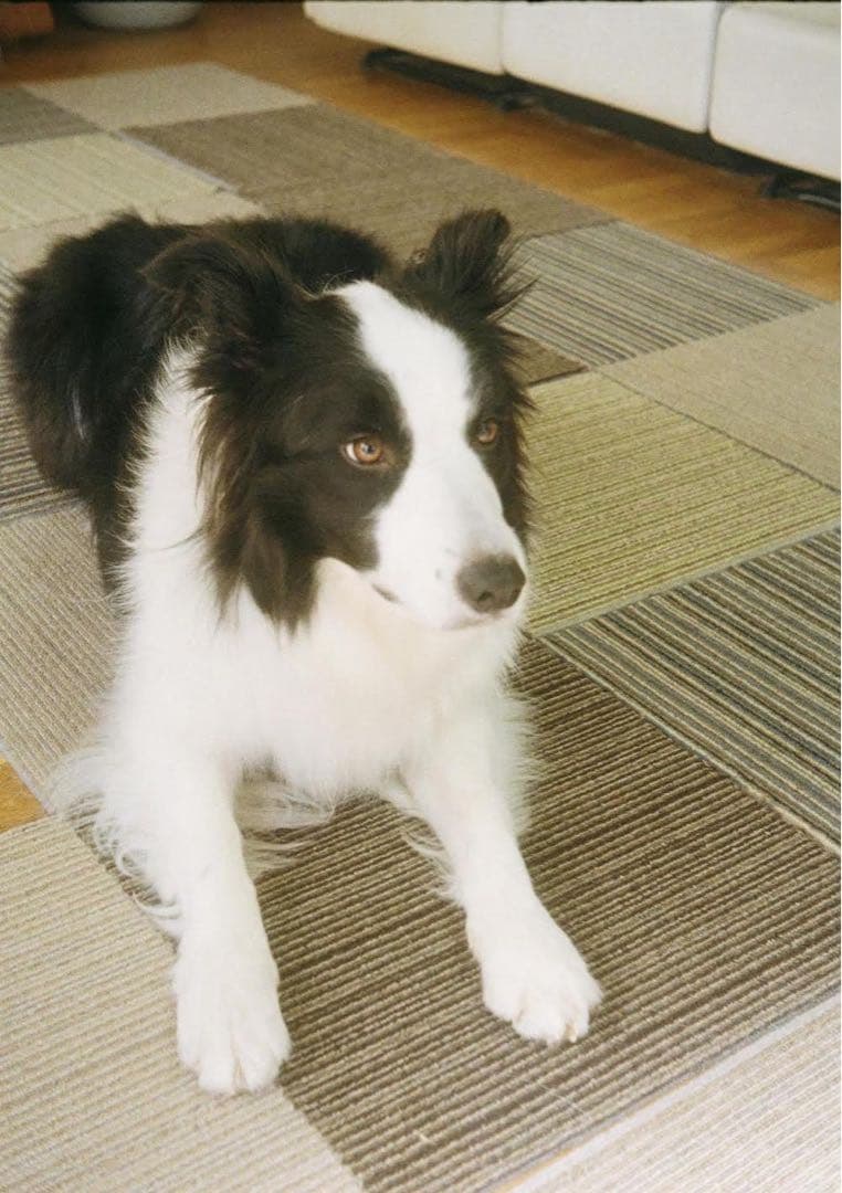 【作例あり】Olympus pen (EES)