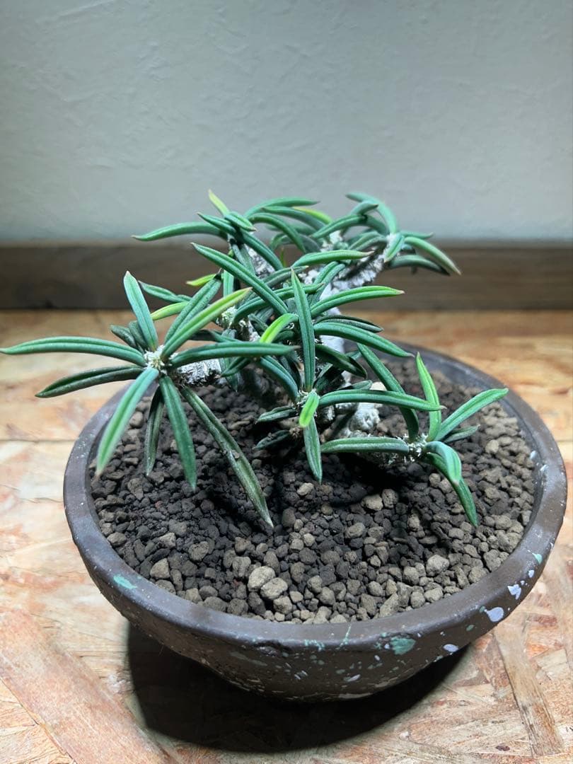 国内実生　長期管理株　ユーフォルビア　キリンドリフォリア　陶器鉢のまま発想　塊根