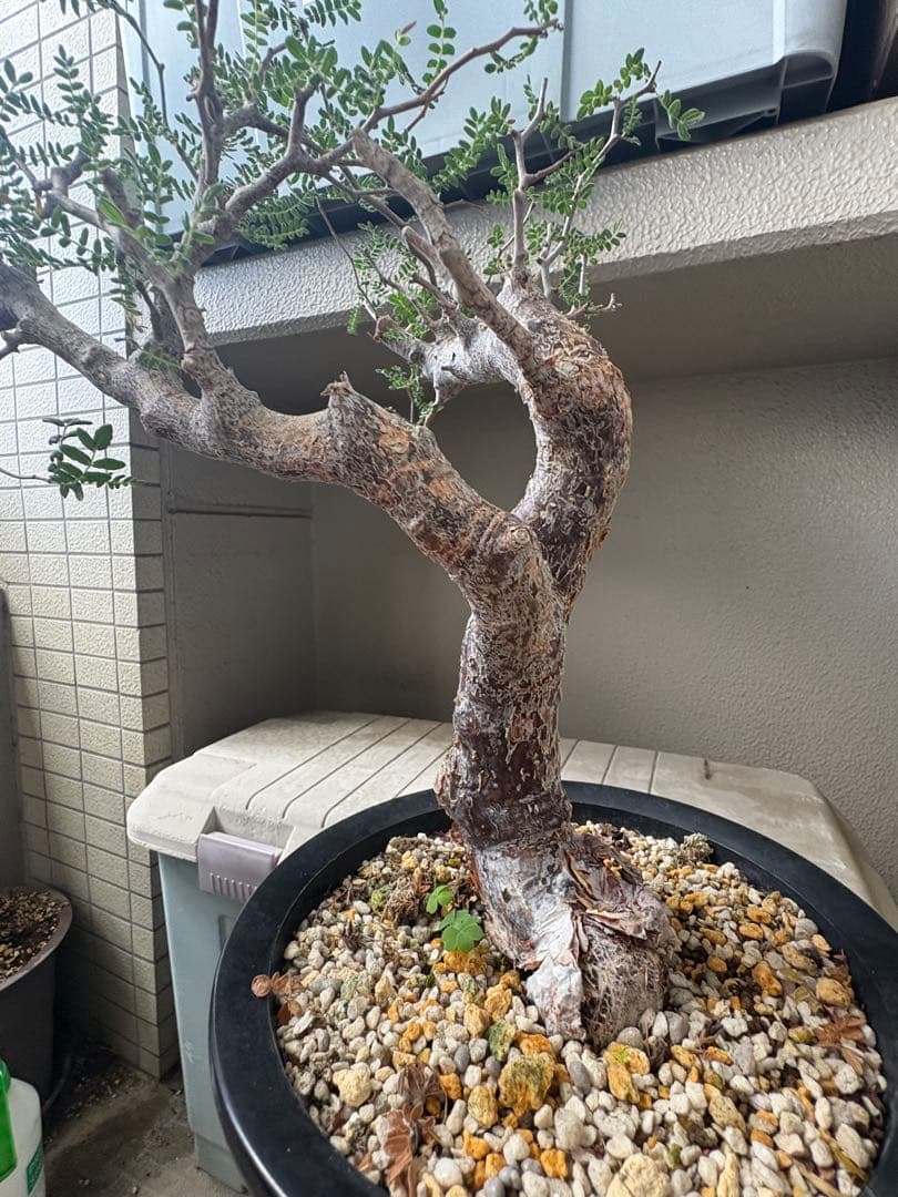 h*7様 【最終価格】コミフォラ モンストローサ 現地球　検）グラキリス　パキプ