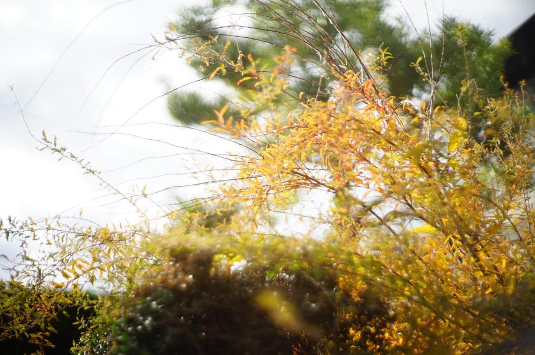 Canon 50mm F1.2 Lマウント