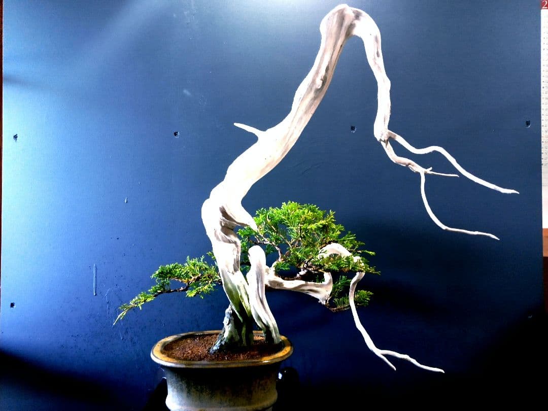 【 創作　糸魚川真柏盆栽】　☆☆芸術的TANUKI創り☆☆