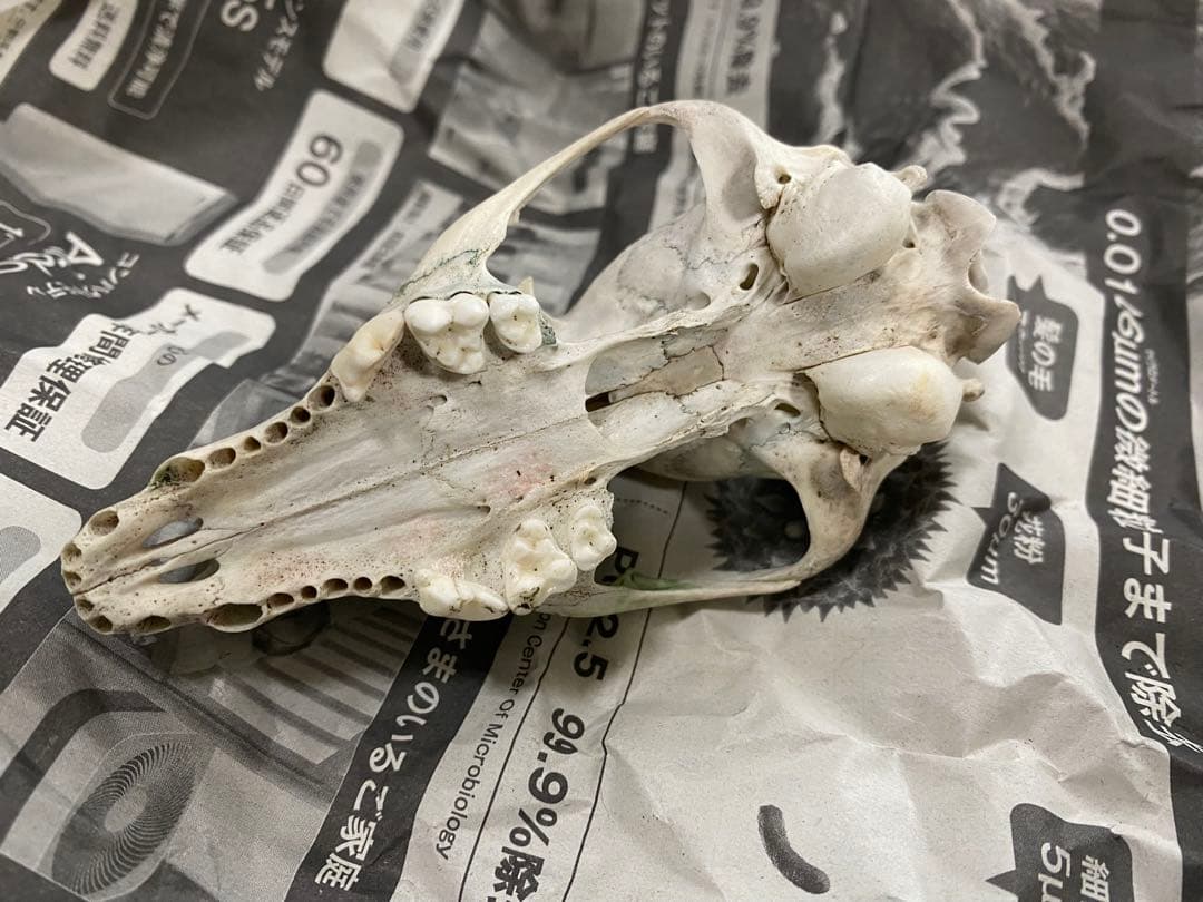 哺乳類　キツネの頭蓋骨　本物Japanese fox skull genuine