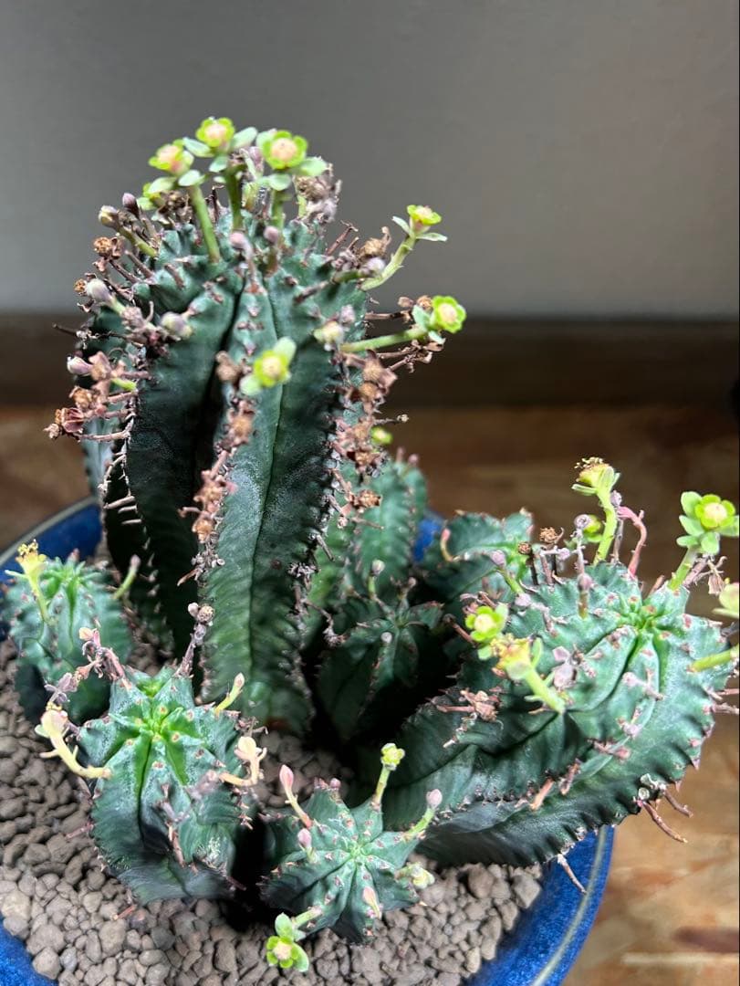 特大　オベサ × バリダ 交配種　陶器鉢のまま発送　ユーフォルビア　コーデックス