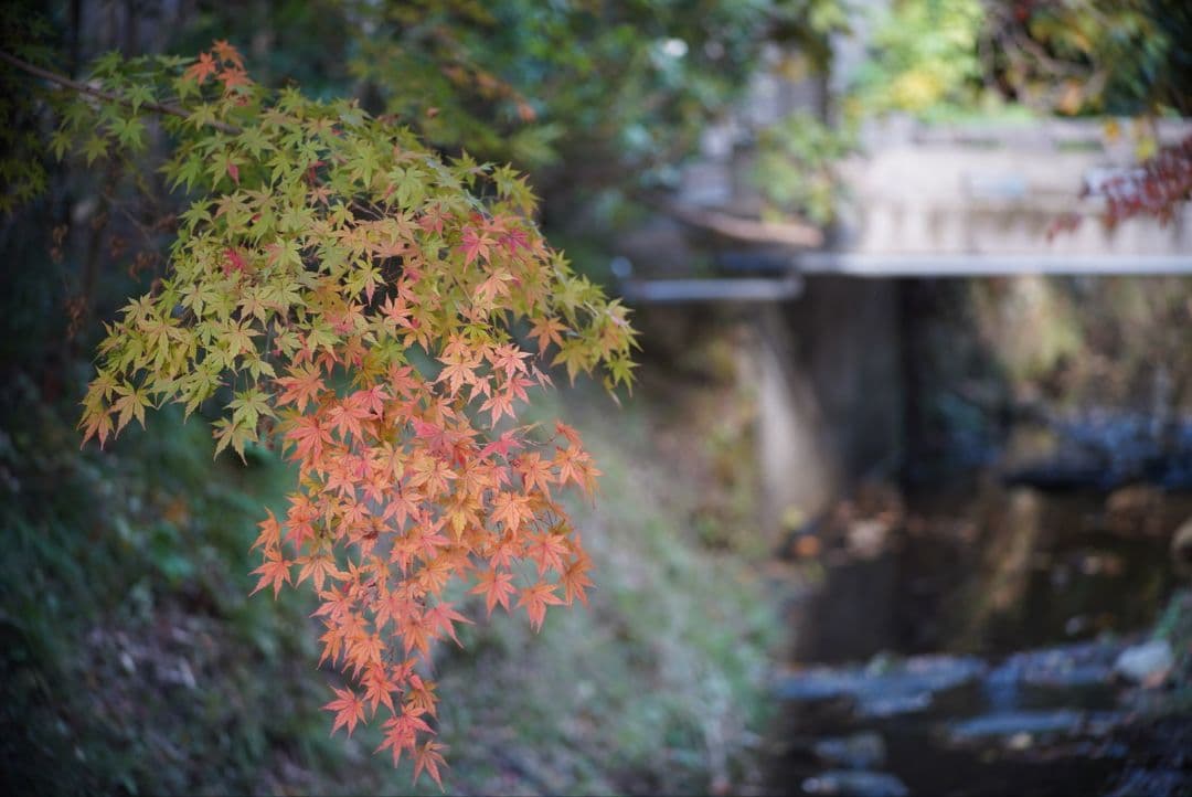 【動作確認済】OLYMPUS ペン用 100mm f3.5純正フード&キャップ付